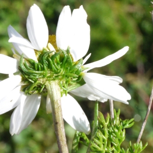 Photographie n°203409 du taxon Tripleurospermum maritimum (L.) W.D.J.Koch [1847]