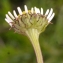  Liliane Roubaudi - Tripleurospermum maritimum (L.) W.D.J.Koch [1847]