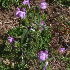 Photographie n°203437 du taxon Galeopsis ladanum L. [1753]