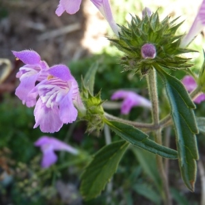 Photographie n°203438 du taxon Galeopsis ladanum L. [1753]
