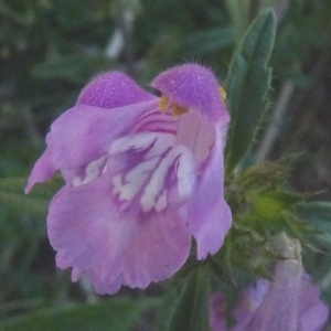 Photographie n°203439 du taxon Galeopsis ladanum L. [1753]