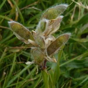 Photographie n°203444 du taxon Genista sagittalis L. [1753]
