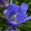  Ans Gorter - Gentiana pneumonanthe L. [1753]