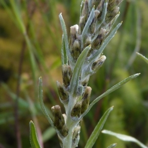 Gnaphalium caucasicum Sommier & Levier (Gnaphale des bois)