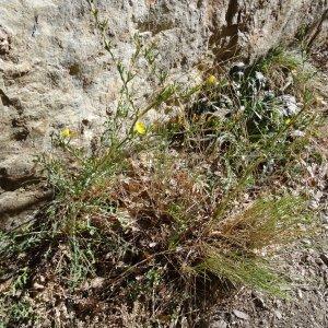 Photographie n°203461 du taxon Lactuca viminea (L.) J.Presl & C.Presl [1819]