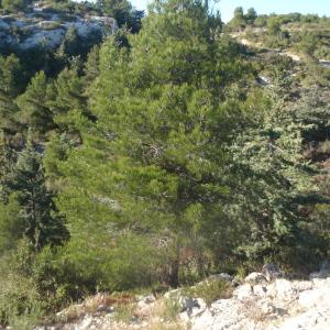Pinus brutia var. eldarica (Medw.) Silba