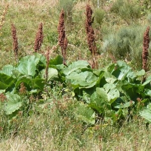 Photographie n°203517 du taxon Rumex alpinus L. [1759]