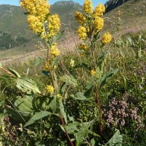 Photographie n°203529 du taxon Solidago virgaurea subsp. virgaurea