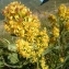  Ans Gorter - Solidago virgaurea subsp. virgaurea