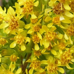 Photographie n°203532 du taxon Solidago virgaurea subsp. virgaurea