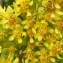  Ans Gorter - Solidago virgaurea subsp. virgaurea