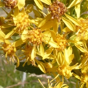 Photographie n°203533 du taxon Solidago virgaurea subsp. virgaurea