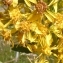  Ans Gorter - Solidago virgaurea subsp. virgaurea