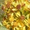  Ans Gorter - Solidago virgaurea subsp. virgaurea