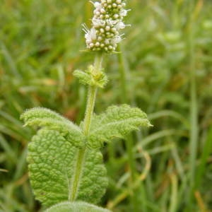 Photographie n°203542 du taxon Mentha suaveolens Ehrh.