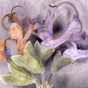 Photographie n°203552 du taxon Rosmarinus officinalis L. [1753]