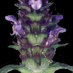 Photographie n°203563 du taxon Prunella vulgaris L. [1753]