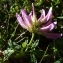  Ans Gorter - Astragalus monspessulanus L. [1753]