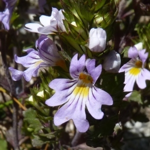 Photographie n°203587 du taxon Euphrasia alpina Lam. [1786]