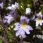  Ans Gorter - Euphrasia alpina Lam. [1786]