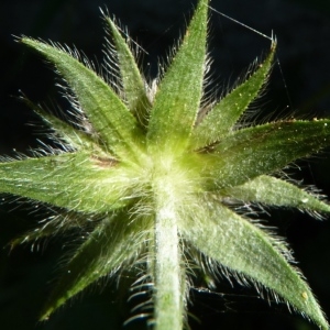 Knautia dipsacifolia Kreutzer (Knautie à feuilles de cardère)