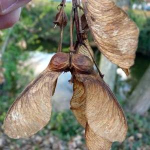 Photographie n°203607 du taxon Acer pseudoplatanus L. [1753]