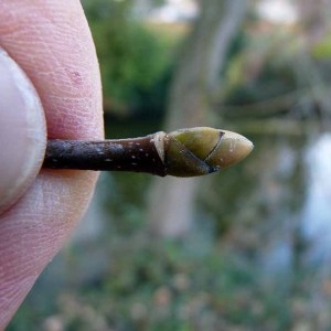 Photographie n°203609 du taxon Acer pseudoplatanus L. [1753]