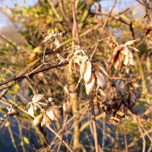 Photographie n°203631 du taxon Humulus lupulus L. [1753]