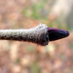 Photographie n°203637 du taxon Platanus x acerifolia (Aiton) Willd. [1805]