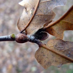 Photographie n°203650 du taxon Quercus robur L. [1753]