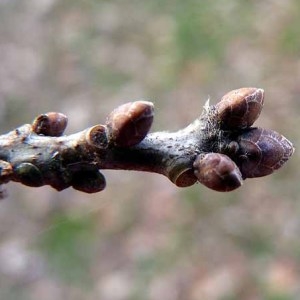 Photographie n°203655 du taxon Quercus robur L. [1753]