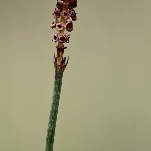 Photographie n°203681 du taxon Equisetum palustre L. [1753]