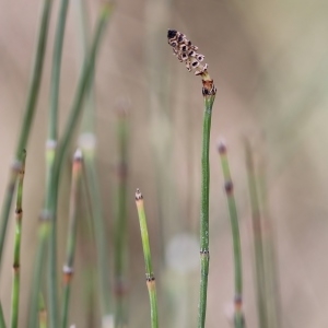 Equisetum palustre var. polystachyum Weigel (Prêle des marais)