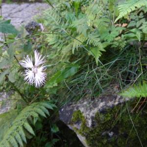 Photographie n°203698 du taxon Dianthus hyssopifolius L.