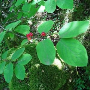 Photographie n°203703 du taxon Lonicera xylosteum L. [1753]