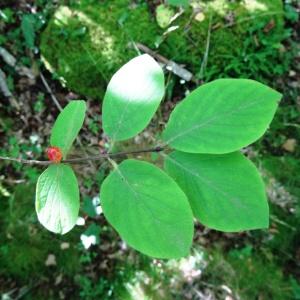 Photographie n°203704 du taxon Lonicera xylosteum L. [1753]