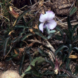 Photographie n°203724 du taxon Viola arborescens L. [1753]
