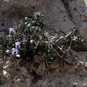 Photographie n°203727 du taxon Viola arborescens L. [1753]