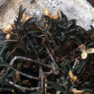 Photographie n°203728 du taxon Viola arborescens L. [1753]
