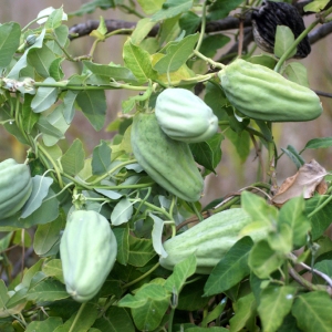 Photographie n°203730 du taxon Araujia sericifera Brot. [1818]