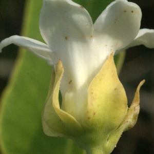 Photographie n°203735 du taxon Araujia sericifera Brot. [1818]