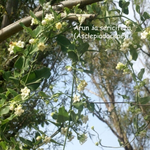 Photographie n°203737 du taxon Araujia sericifera Brot. [1818]