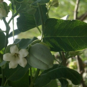 Photographie n°203740 du taxon Araujia sericifera Brot. [1818]