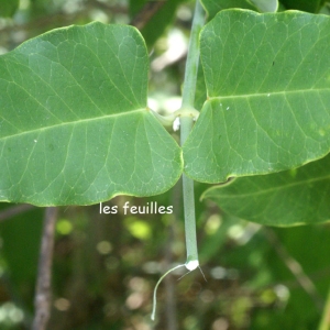 Photographie n°203743 du taxon Araujia sericifera Brot. [1818]