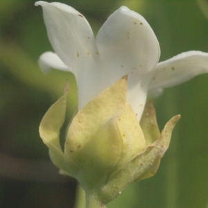 Photographie n°203745 du taxon Araujia sericifera Brot. [1818]