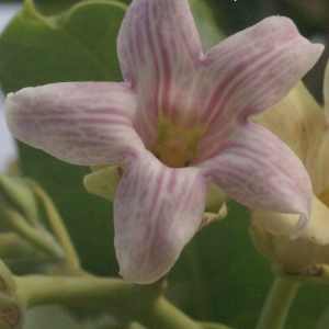 Photographie n°203747 du taxon Araujia sericifera Brot. [1818]