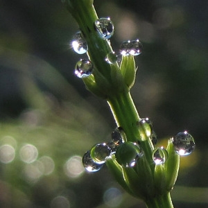 Photographie n°203749 du taxon Equisetum arvense L. [1753]