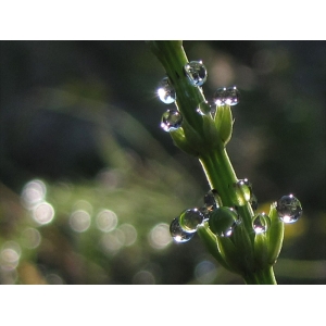 Equisetum arvense 03 08 2010 Oudon (44).jpg