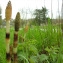 Equisetum telmateia Ehrh. [1783] [nn24584] par Marie-France Pacaud le 24/03/2008 - Oudon