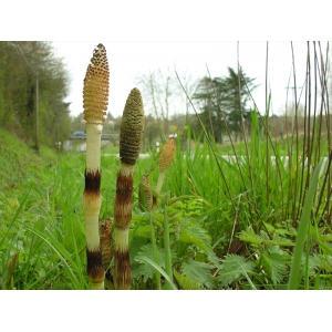 Equisetum telmateia 24 03 2008 Oudon (44).jpg